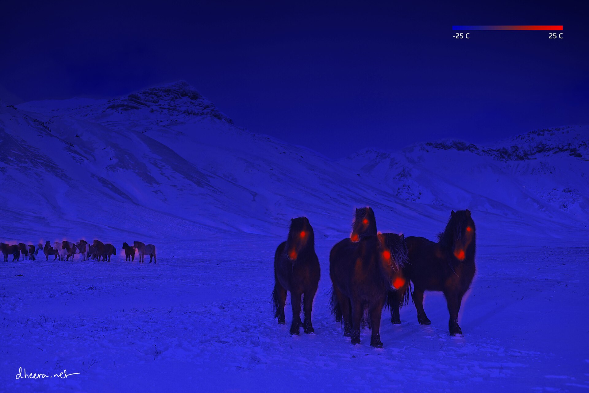 Caballos islandeses en la nieve