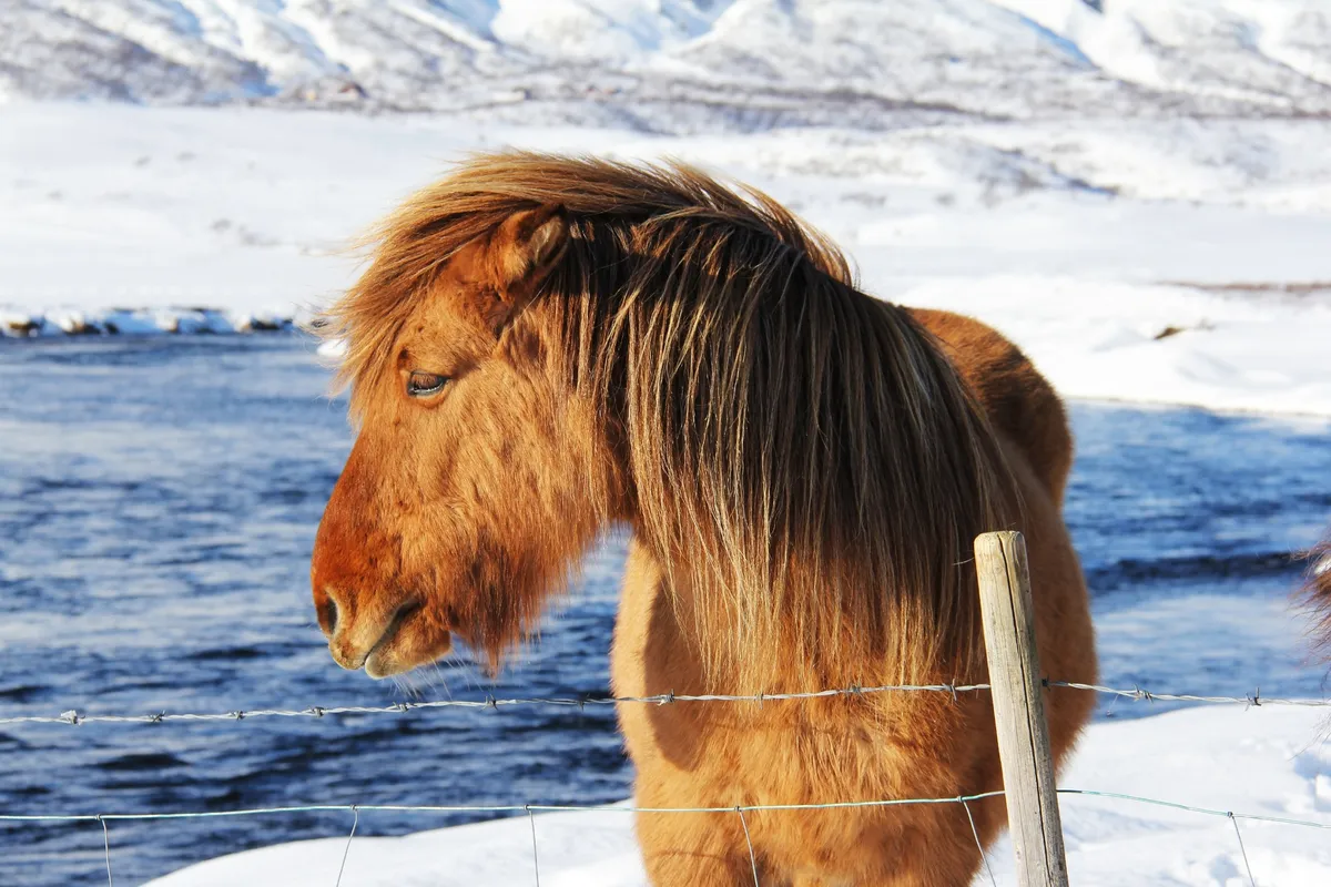 Islandia Imperial — Iceland expedition