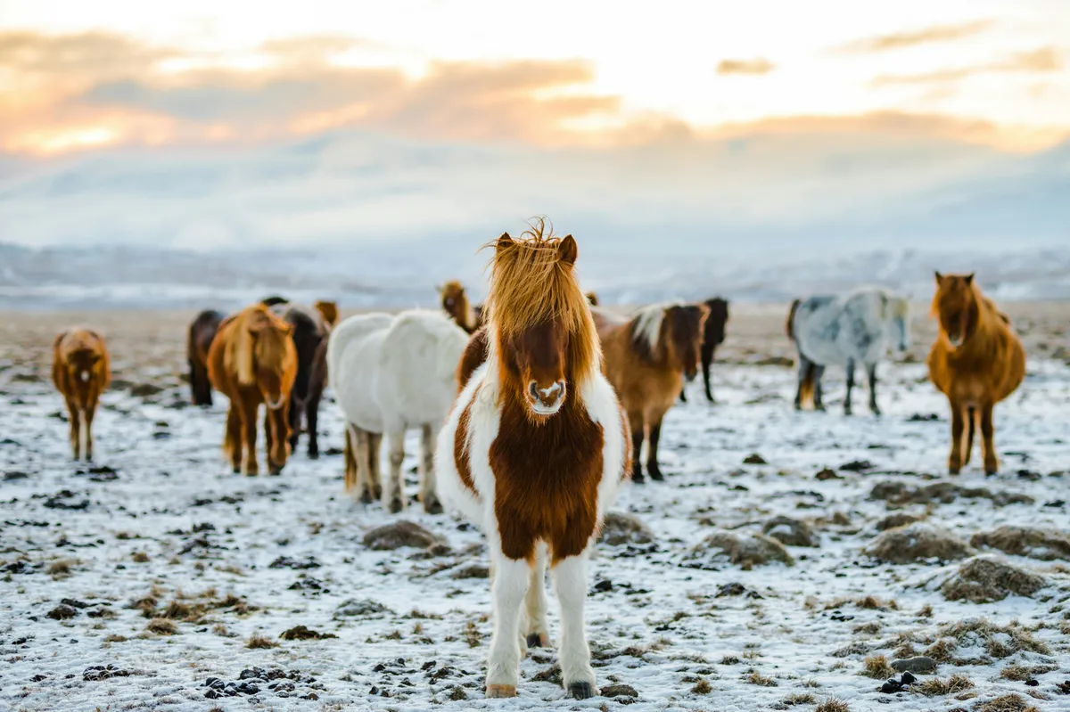 Iceland Summer Roadtrip